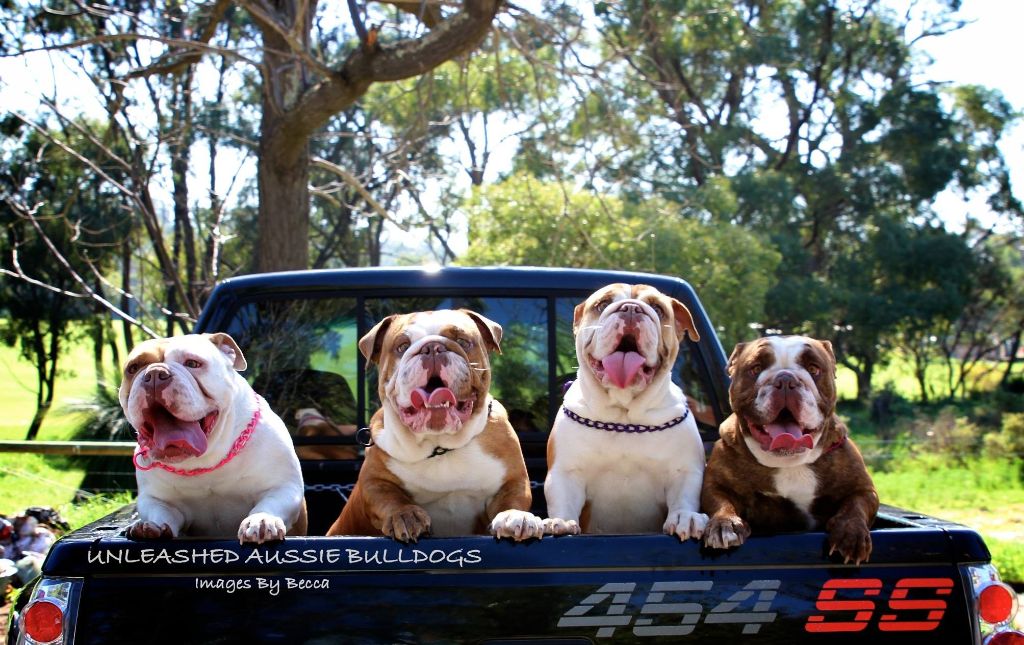 dog days bulldogs