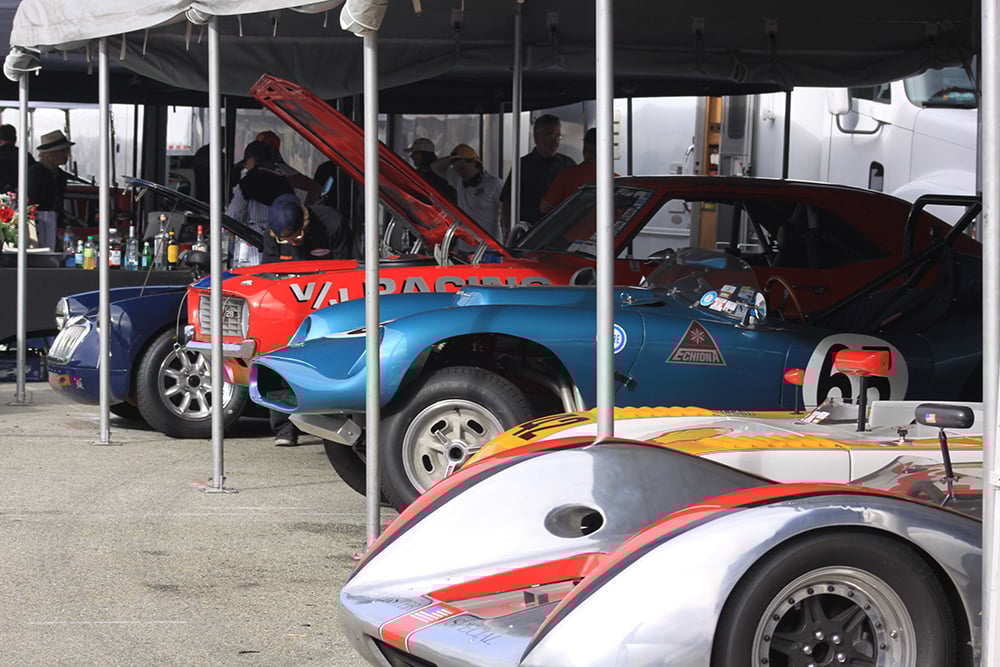 Paddock beauty noses RF copy