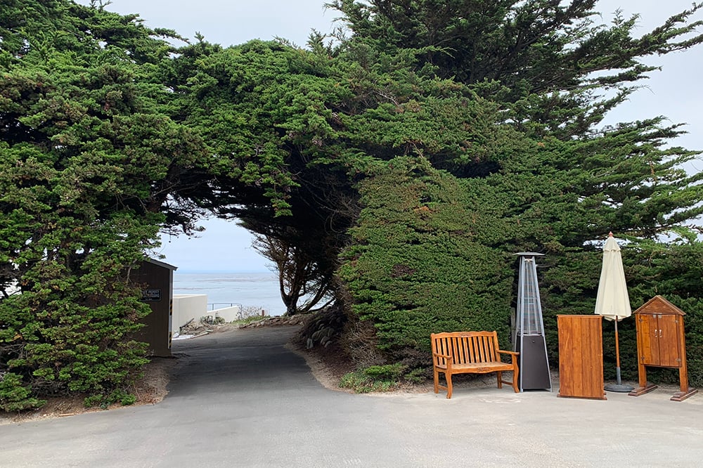 canopy of trees 17 mile drive Pebble