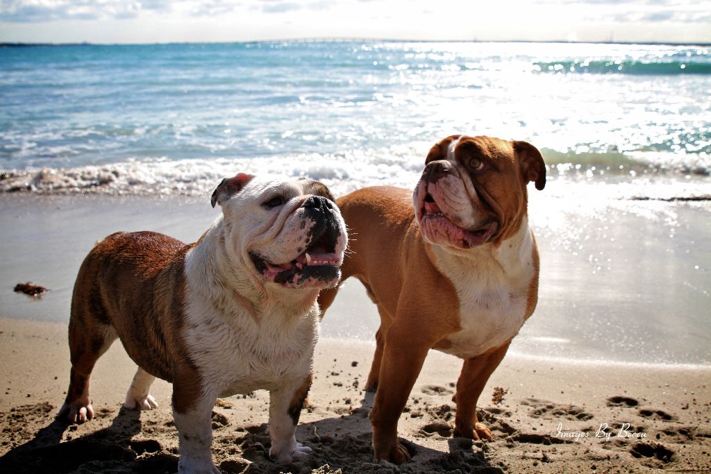 Nelson and Bozley soaking up some sun at the beach.